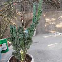 کاکتوس صخره‌ای