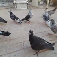 کفتر پلاکی پلاس جوجه پرشی بوبور ماده بد رنگ دم سیا|پرنده|قم, شهرک امام حسن|دیوار