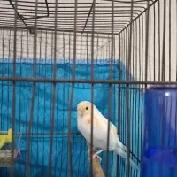 قناری نر موزاییکی  یلو فکتور