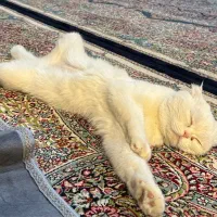 گربه اسکاتیش ماده|گربه|کرمان, |دیوار