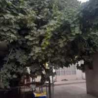 خانه-ویلایی