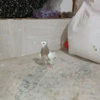 طوقی سده دم سفید پشتی|پرنده|جغتای, |دیوار