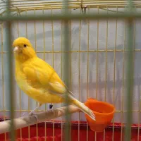 قناری نژاد فایف فنسی