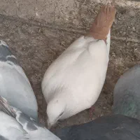 سلام جفت کفتر دم دار