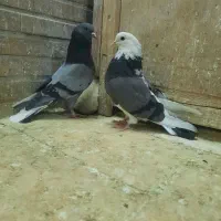 کبوتران آسمان