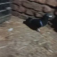 کبوتر مسافتی|پرنده|گنبد کاووس, |دیوار