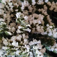 گلخانه گل شاخه ای