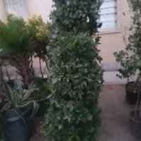 یاس هلندی ۲متری دونه۴۵۰