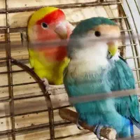 قبول واگذاری انواع پرنده