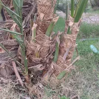 فروش پاجوش خرما (فسیل) کلوته|گل و گیاه طبیعی|بلوک, |دیوار