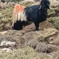 بعده دورون فروشی|حیوانات مزرعه|اردل, |دیوار