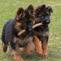 واگذاری .توله ژرمن ماده اصل وشجره دار|سگ|سلماس, |دیوار