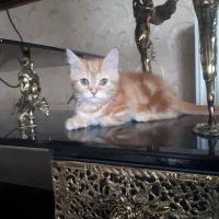 گربه بریتیش گارد فیلد تبی نر|گربه|تبریز, |دیوار