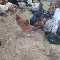 فروش تعدادی نیمچه مرغ و مرغ دم تخم