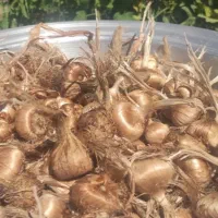 پیازچه زعفران درجه یک