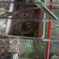 یک جفت فنچ|پرنده|مشگین شهر, |دیوار