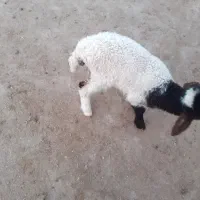 یک عدد بره ماده|حیوانات مزرعه|دهلران, |دیوار