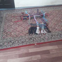 یک عدد جل و کوهان و ورسینه اسب به فروش می رسد