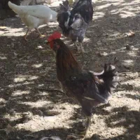 خروس