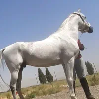 اسب عرب خالص دو سر وارداتی نریون|اسب و تجهیزات اسب‌سواری|تهران, پاسداران|دیوار