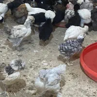با سلام جوجه کاکلی به هر رنگ