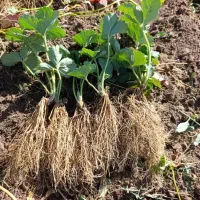 نشای توت فرنگی پاروس و غیره.درجه ۱