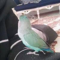 کوتوله برزیلی گمشده|حیوانات|فولادشهر, C1|دیوار