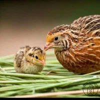 تخم بلدرچین تازه|خوردنی و آشامیدنی|نجفآباد, گلدشت|دیوار