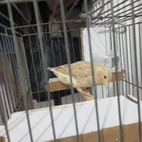 قناری نر نسل خوب