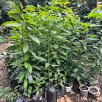 نهال آواکادو بیکن سبز