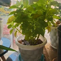 گل بنجامین.لیراتا|گل و گیاه طبیعی|چهاردانگه (تهران), |دیوار