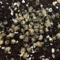 حلزون آلبینو جوانساز