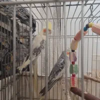 عروس هلندی|پرنده|اراک, |دیوار