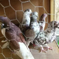 تعدادی.  کبوتر.  زوردار