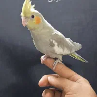 جوجه عروس هلندی جوجه|پرنده|پاکدشت, پاکدشت (مامازند)|دیوار