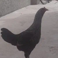 مرغ لاری کاکلی