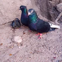 سیاه دم سفید