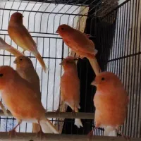 قناری سرخ ردفکتور ماده۲۵۰۰۰۰۰|پرنده|تهران, درب دوم|دیوار