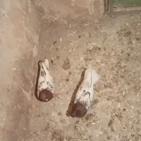 پرنده زدو خوردی ب شرط