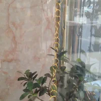 فروش طلا نو ۸درصد به بالا