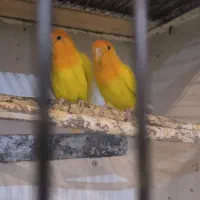 فروش طوطی برزیلی جفت اوپال کله نارنجی و نر تک