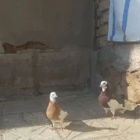 کبوتر طوقی|پرنده|مرودشت, سهل‌آباد|دیوار