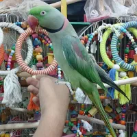 گیرینچیک شاه ملنگو خورشیدی راهب عروس برزیلی کاسکو