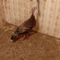 بوقلمون