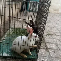 خرگوش ناز و شیطون|موش و خرگوش|مشهد, طبرسی شمالی|دیوار