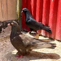 کبوتر اصفهانی پر شجره دار|پرنده|اصفهان, کشاورزی|دیوار