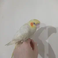 جوجه البینو معاوظه|پرنده|پاکدشت, پاکدشت (مامازند)|دیوار