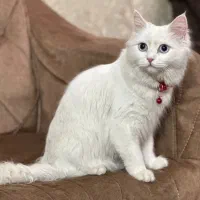 گربه پرشین اصیل چشم ابی|گربه|قزوین, |دیوار