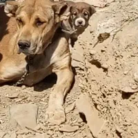 سگ خراسانی سرابی اصیل|سگ|مشهد, میان ولایت|دیوار