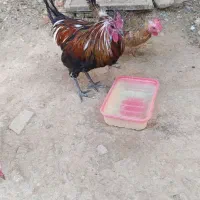 خروس لری اصیل